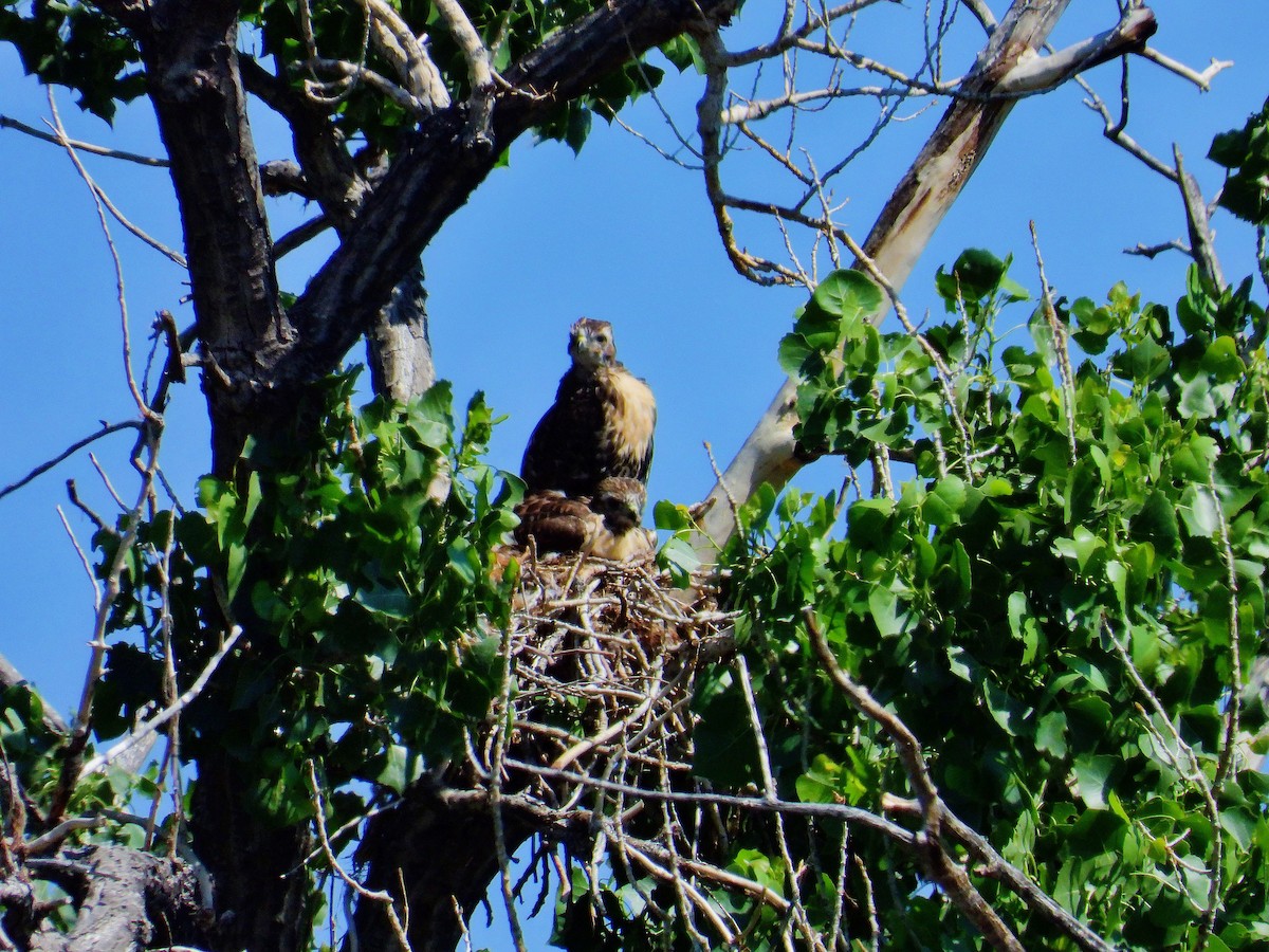 Red-tailed Hawk - ML637327594