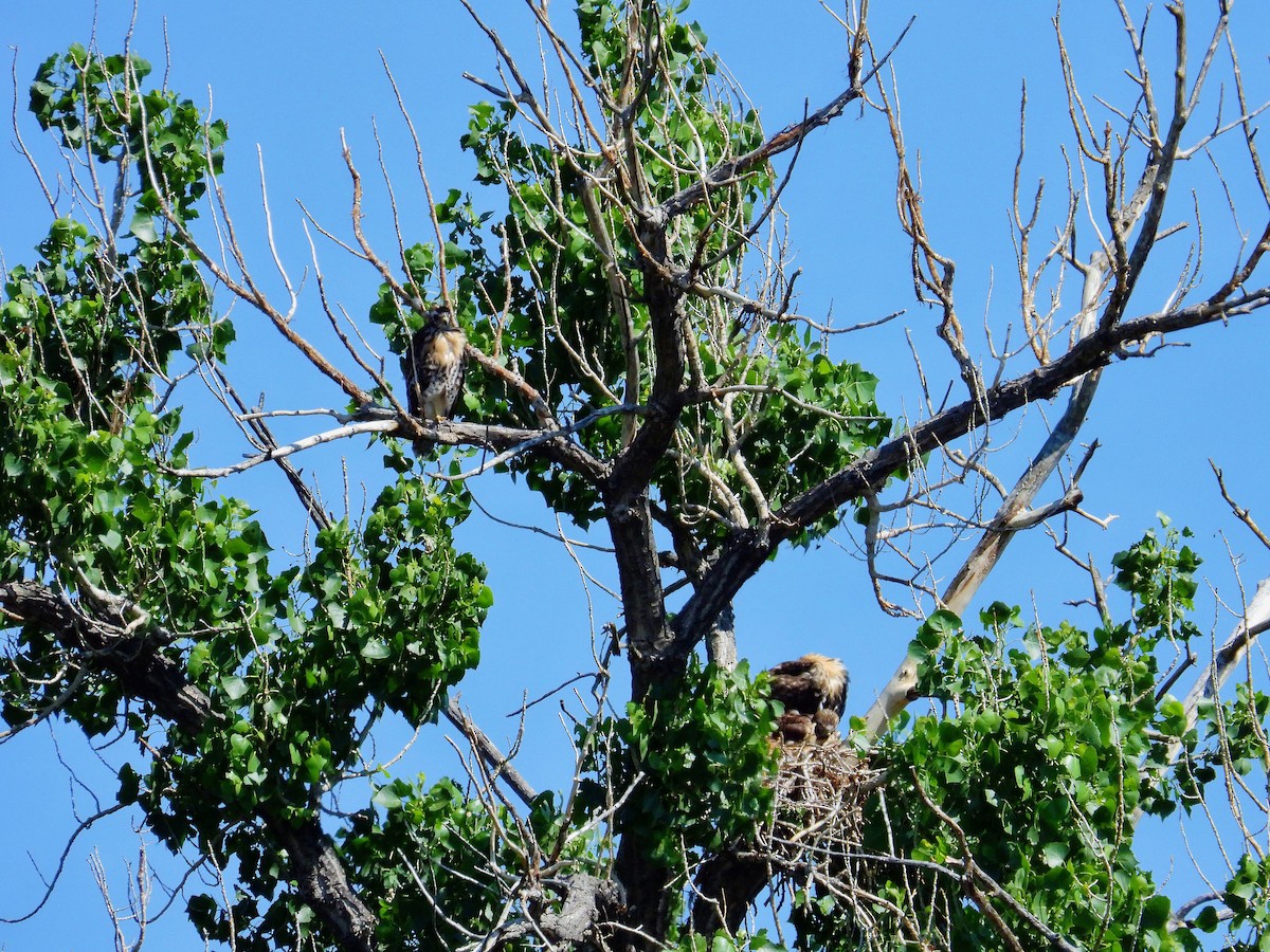 Red-tailed Hawk - ML637327596