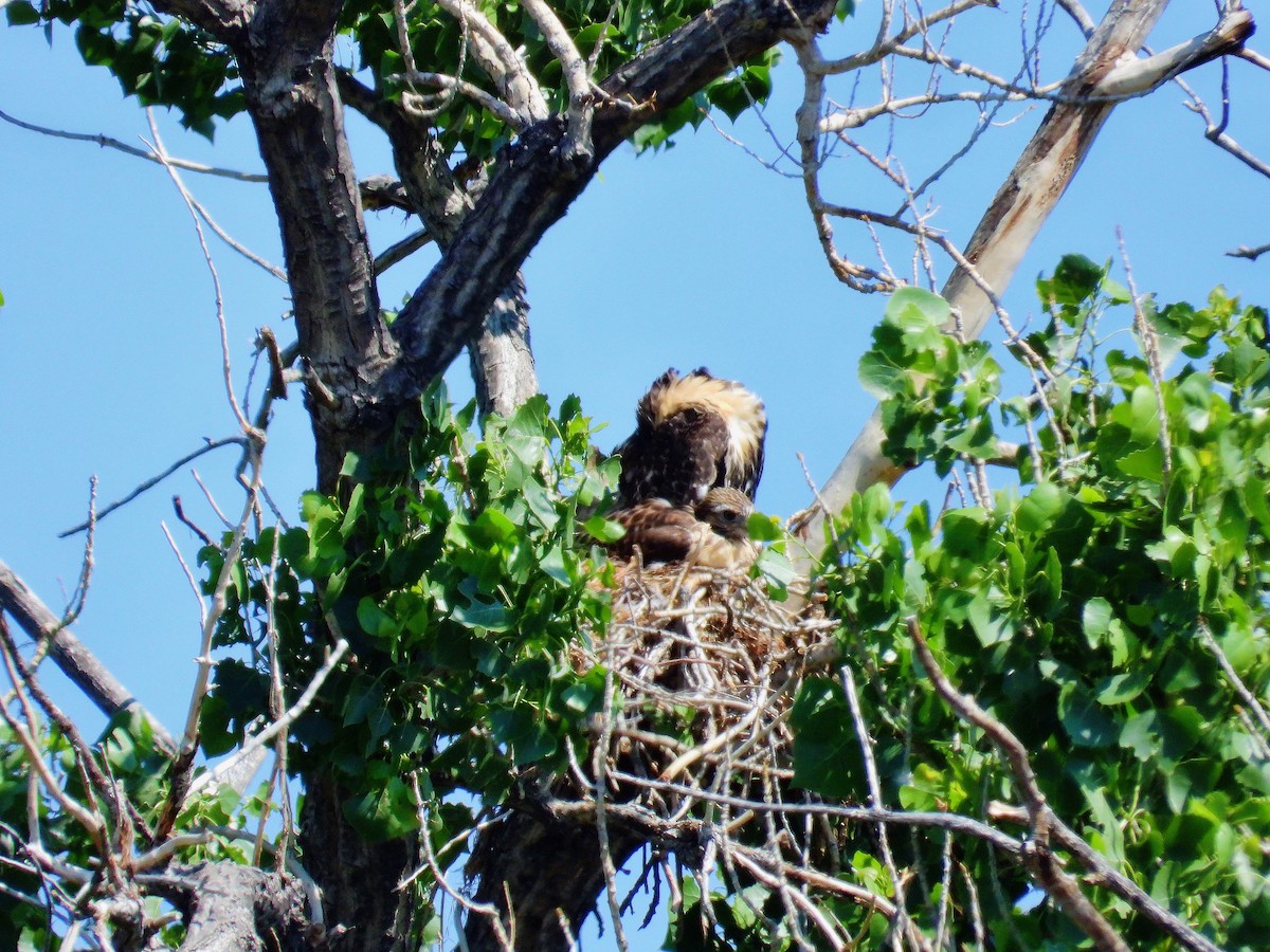 Red-tailed Hawk - ML637327597