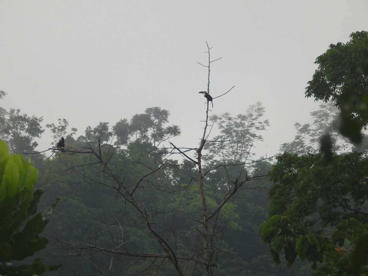 Channel-billed Toucan (Citron-throated) - ML637327642