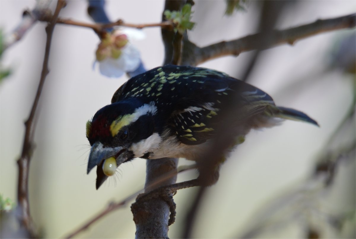 Pied Barbet - ML637327659