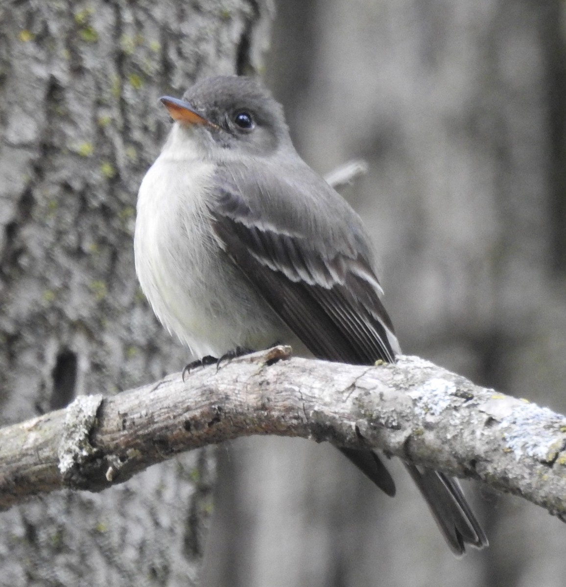Eastern Wood-Pewee - ML637327702