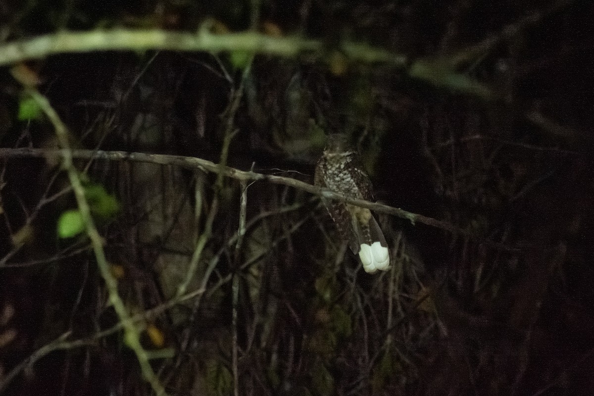 Puerto Rican Nightjar - ML637327730