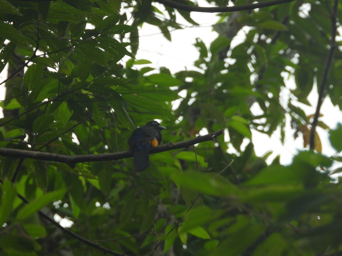 White-tailed Trogon - ML637327731