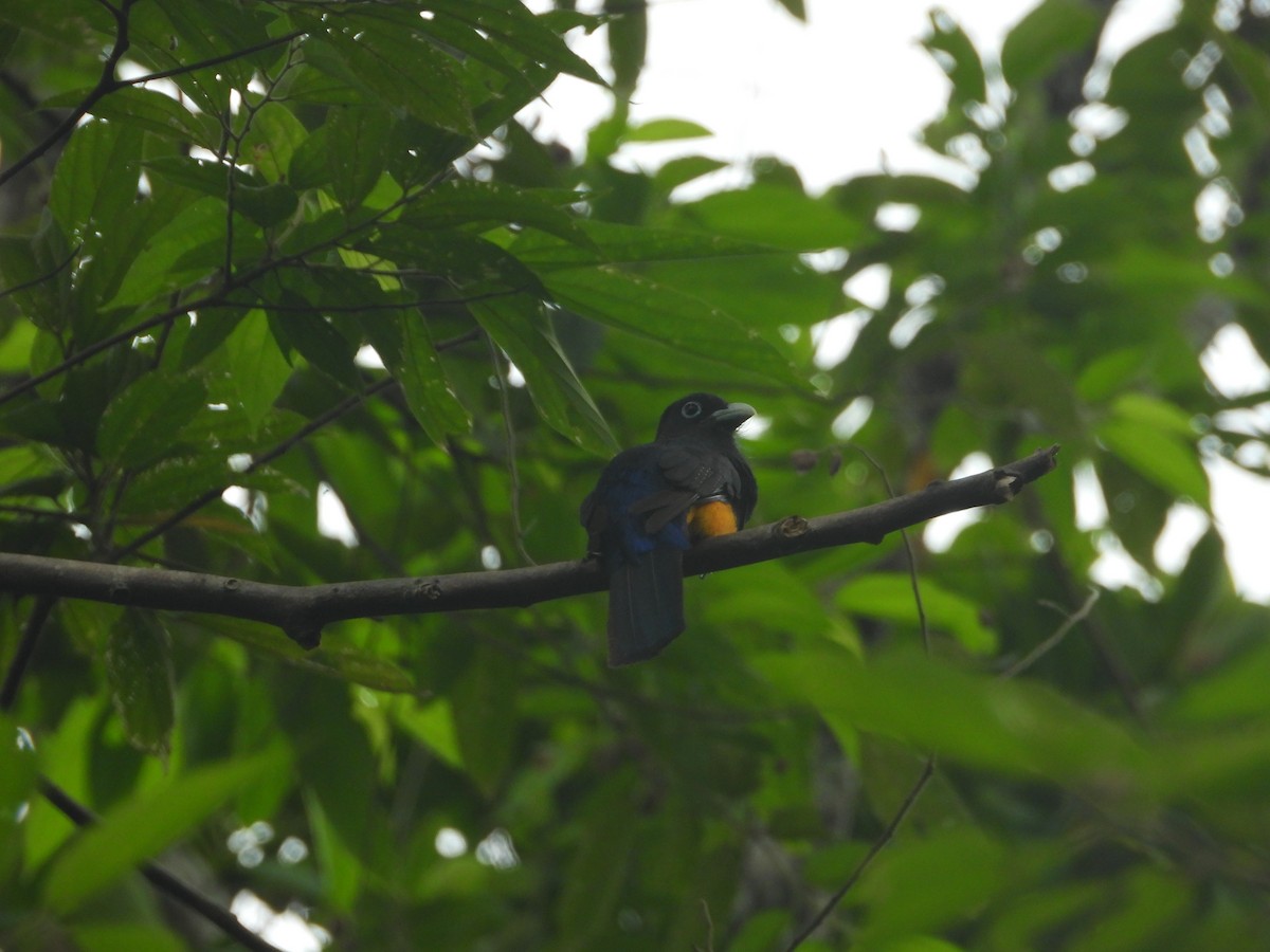 White-tailed Trogon - ML637327732
