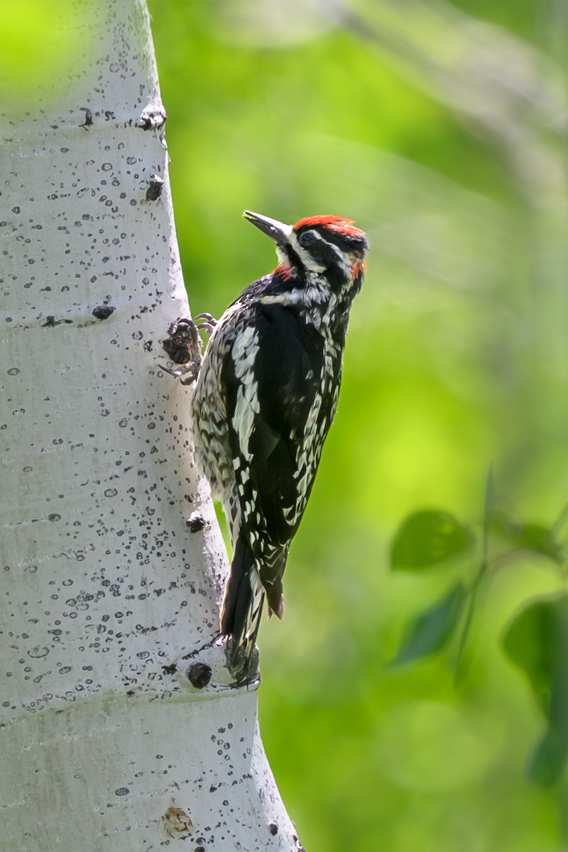 Red-naped Sapsucker - ML637327777
