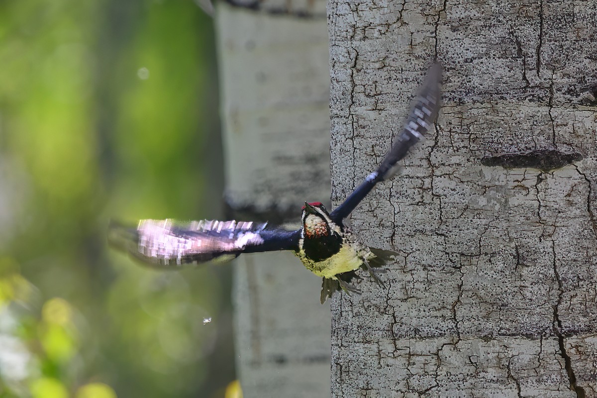 Red-naped Sapsucker - ML637327778
