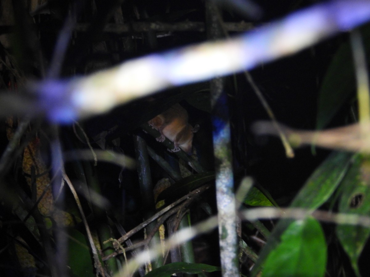 Brown-eared Woolly Opossum - ML637327792