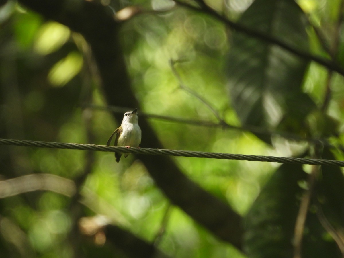Black-capped Pygmy-Tyrant - ML637327898