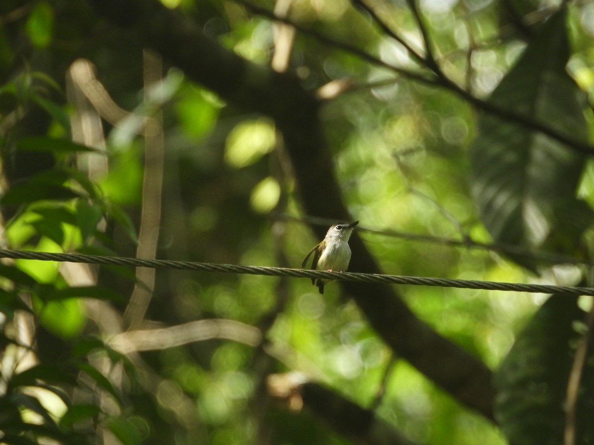 Black-capped Pygmy-Tyrant - ML637327899