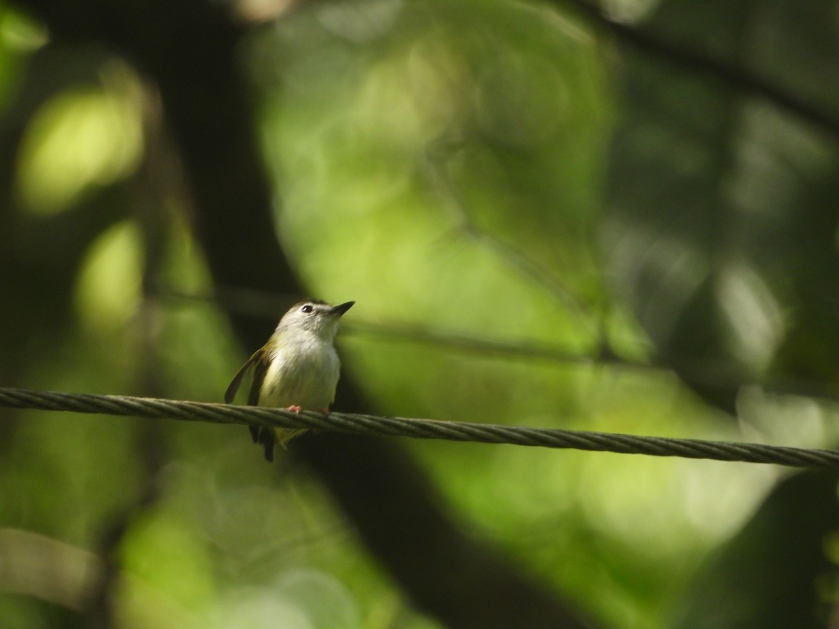 Black-capped Pygmy-Tyrant - ML637327900