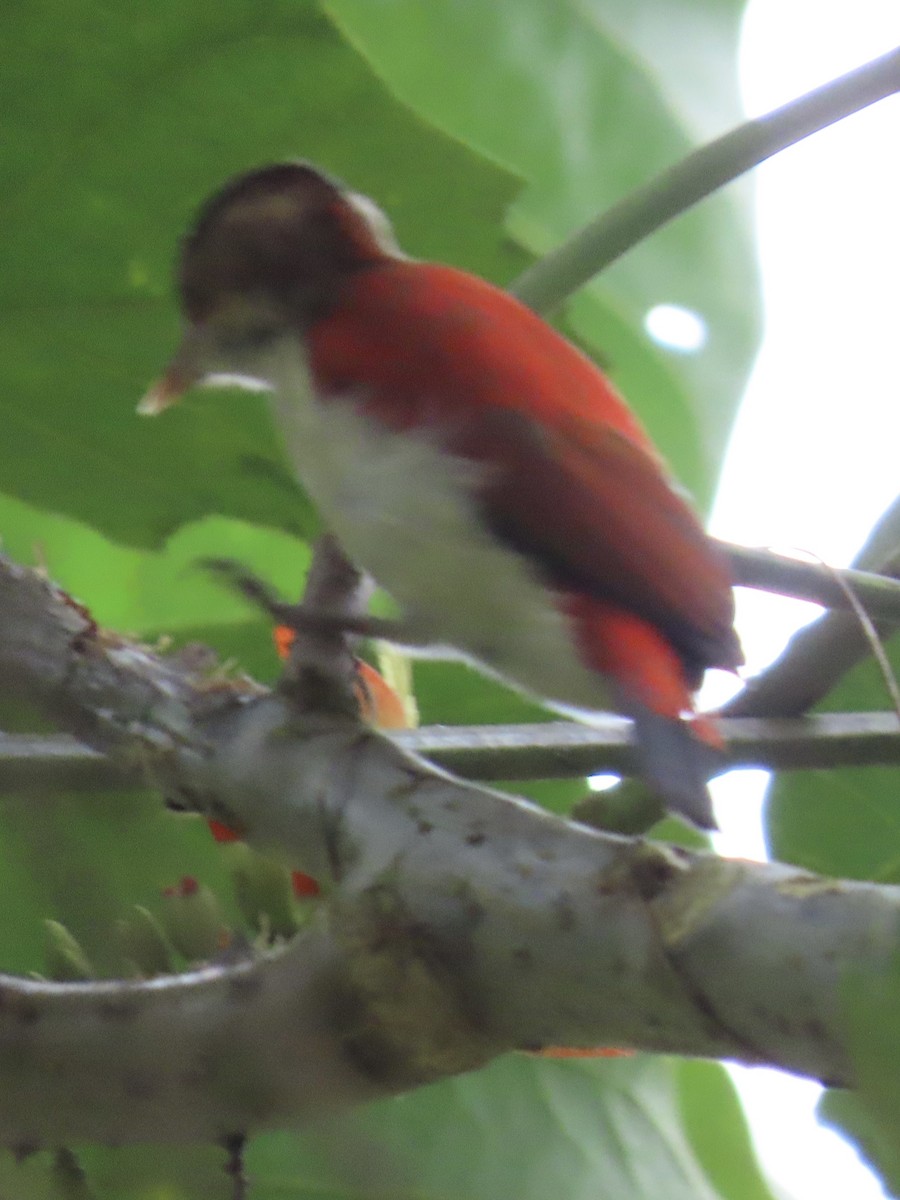Scarlet-backed Woodpecker - ML637327919