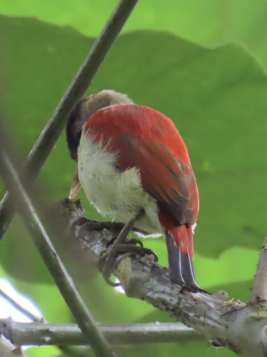 Scarlet-backed Woodpecker - ML637327920