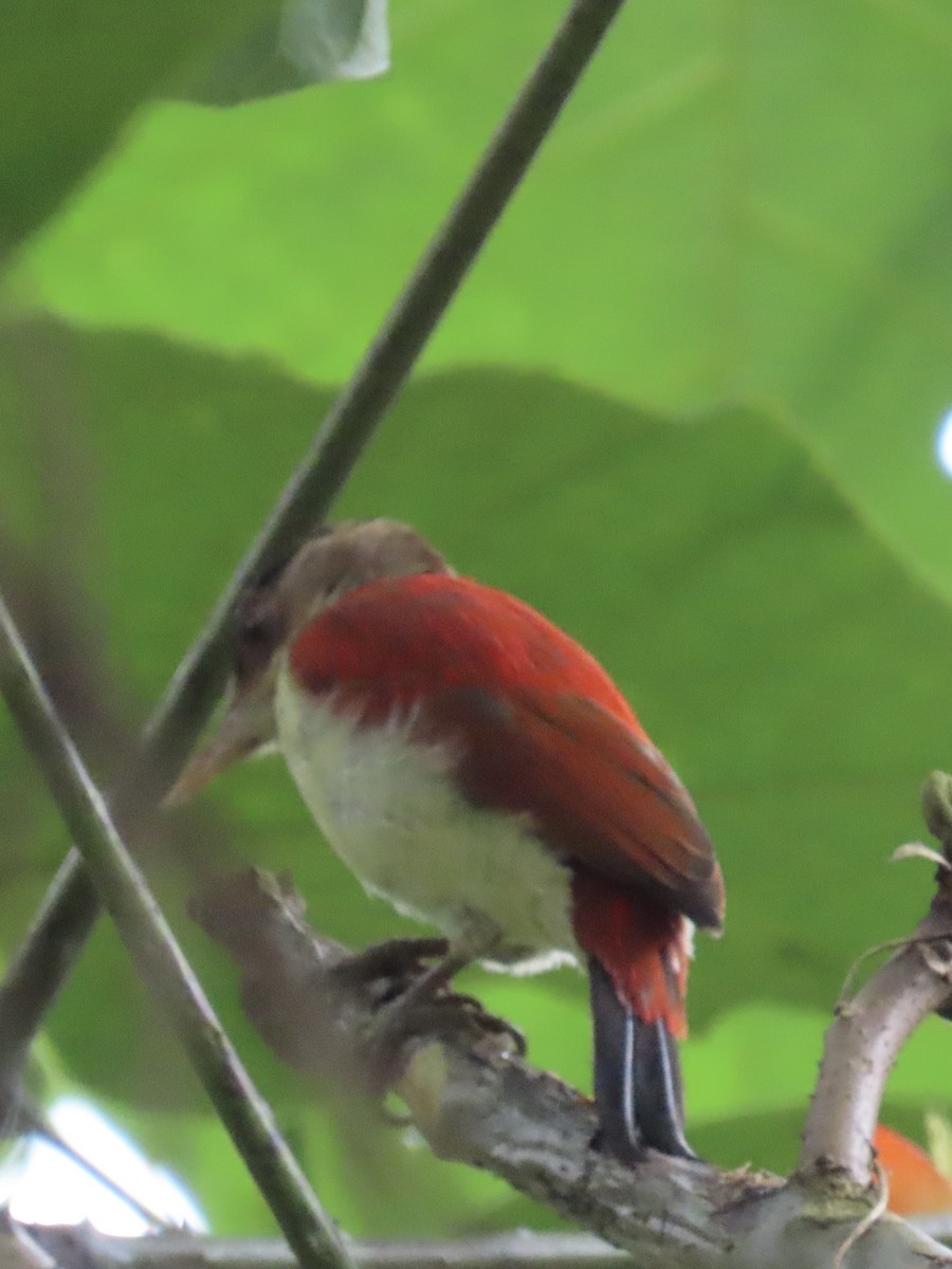 Scarlet-backed Woodpecker - ML637327921