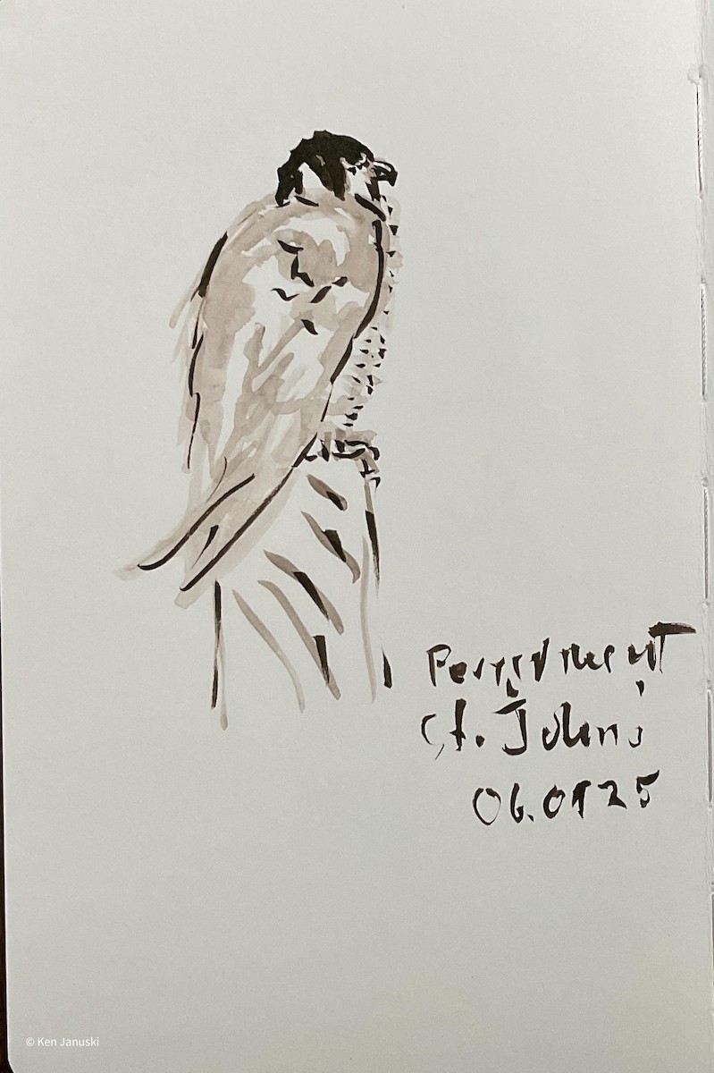 遊隼 - ML637327924