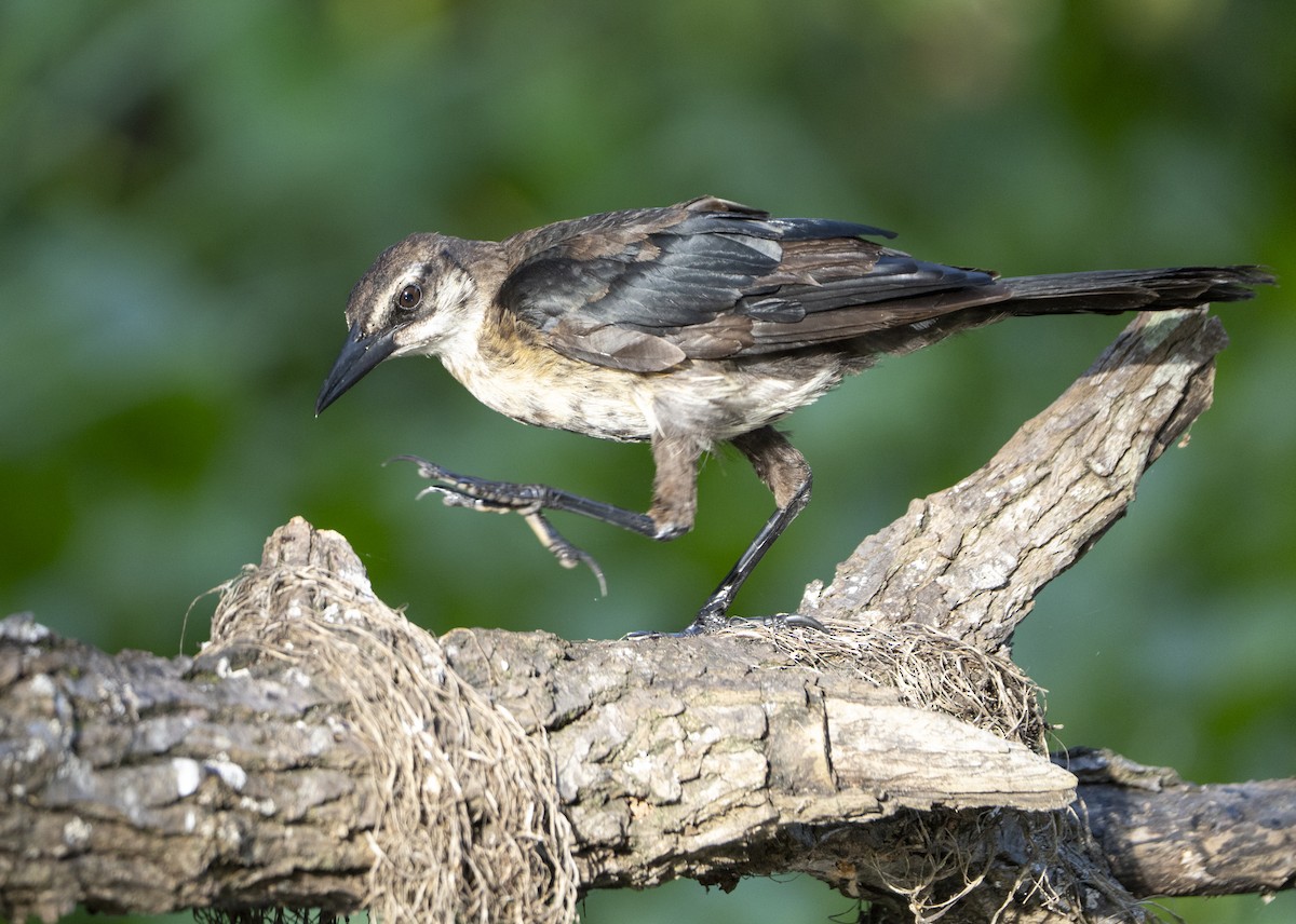 Quiscale des marais - ML637327931