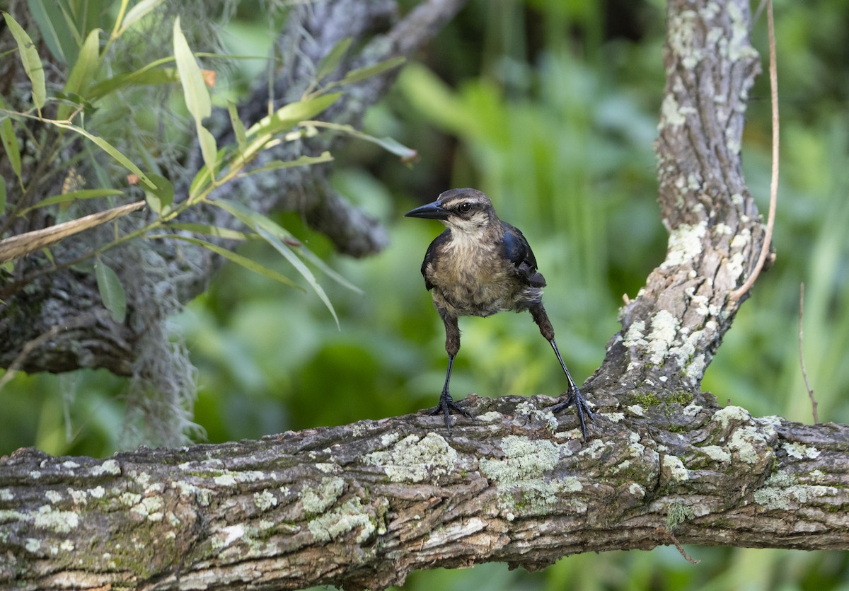 Quiscale des marais - ML637327938