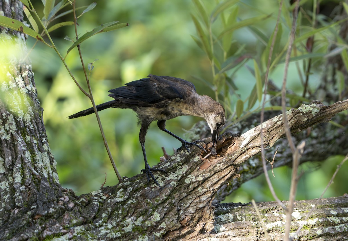 Quiscale des marais - ML637327940