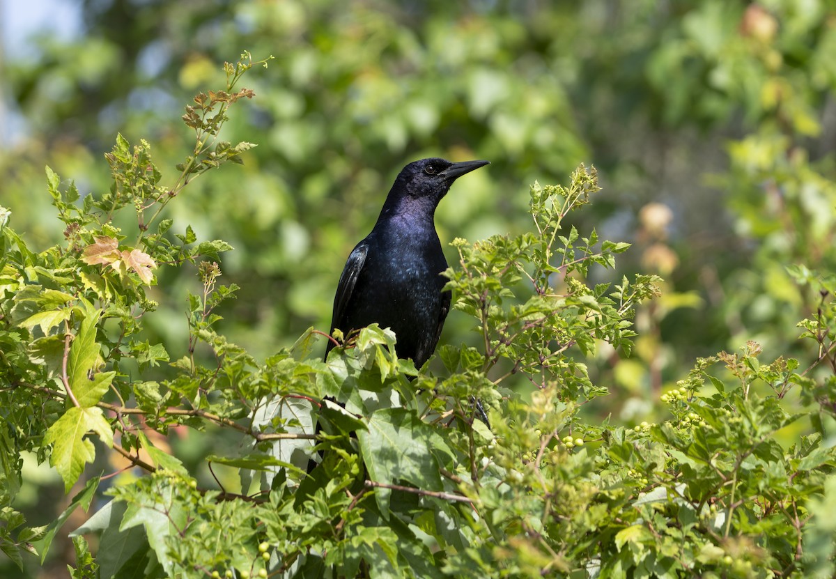 Quiscale des marais - ML637327942