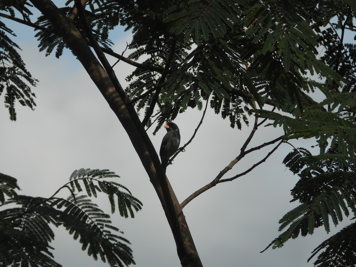 Gray Seedeater - ML637327951