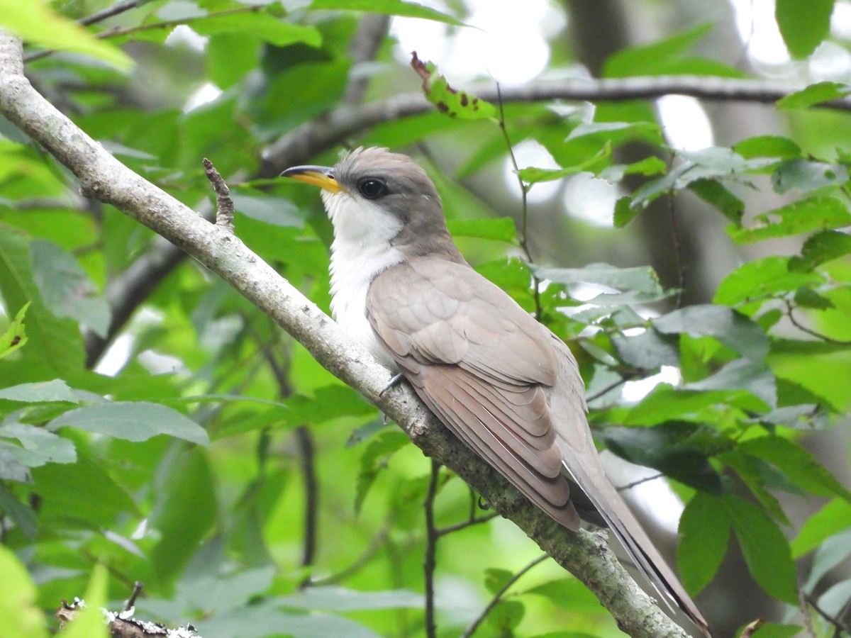 Yellow-billed Cuckoo - ML637327954
