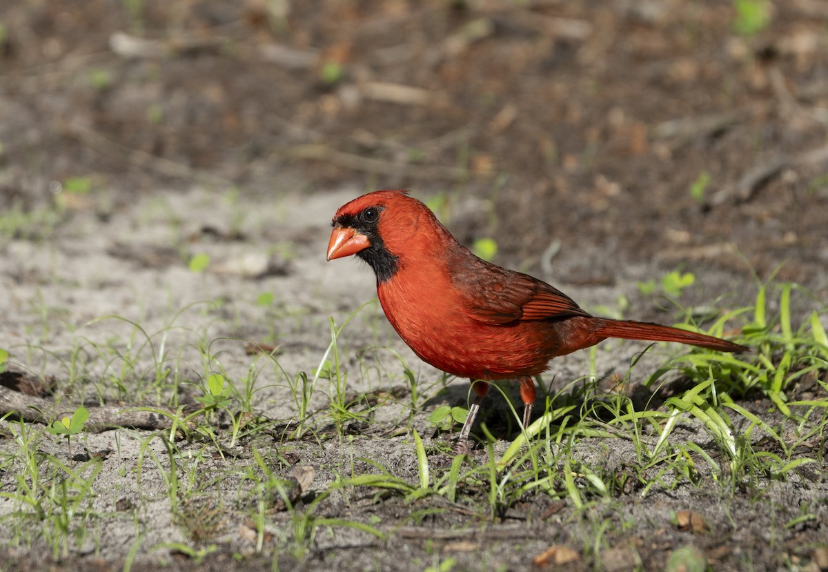 Cardinal rouge - ML637327955