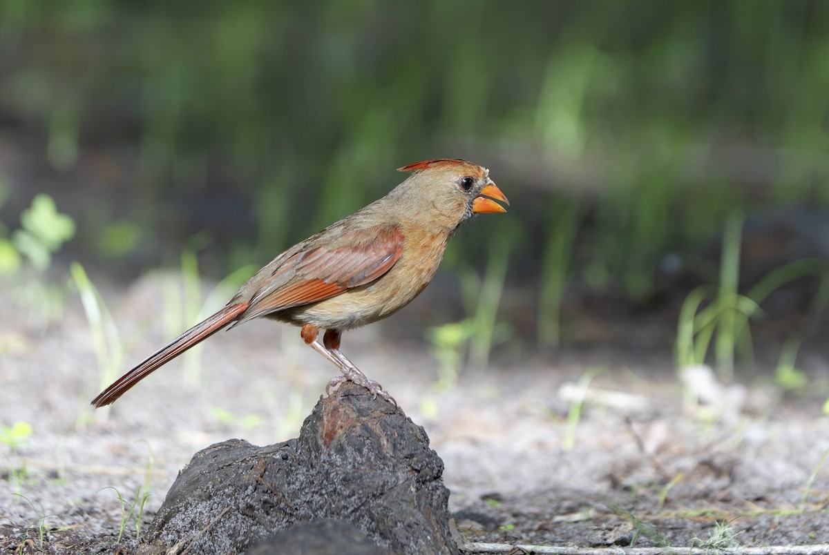 Cardinal rouge - ML637327965