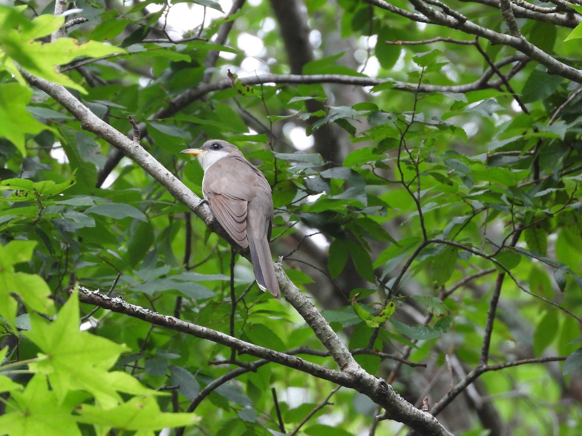 Yellow-billed Cuckoo - ML637327967