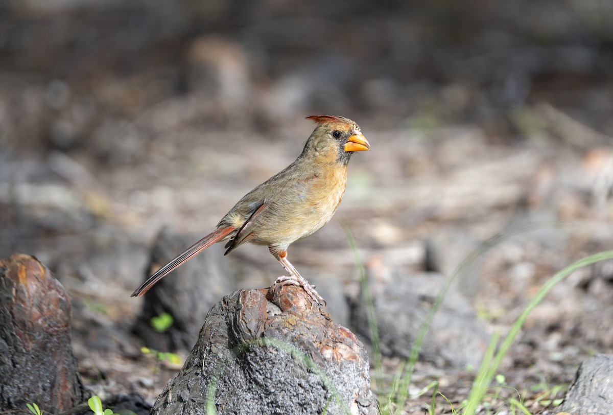 Cardinal rouge - ML637327968