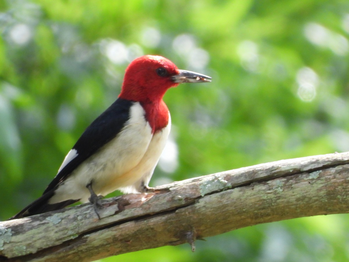 Red-headed Woodpecker - ML637328008