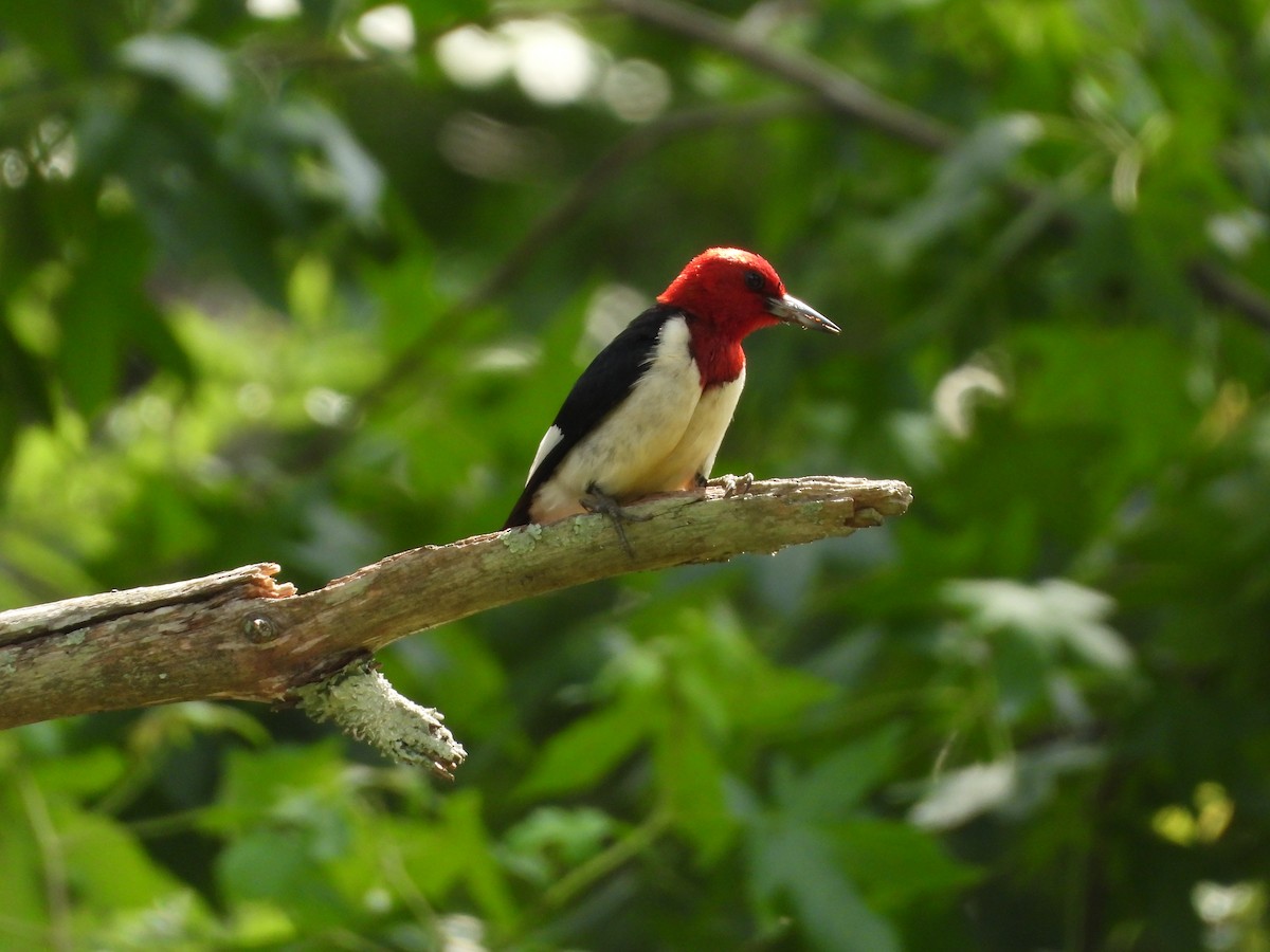Red-headed Woodpecker - ML637328035