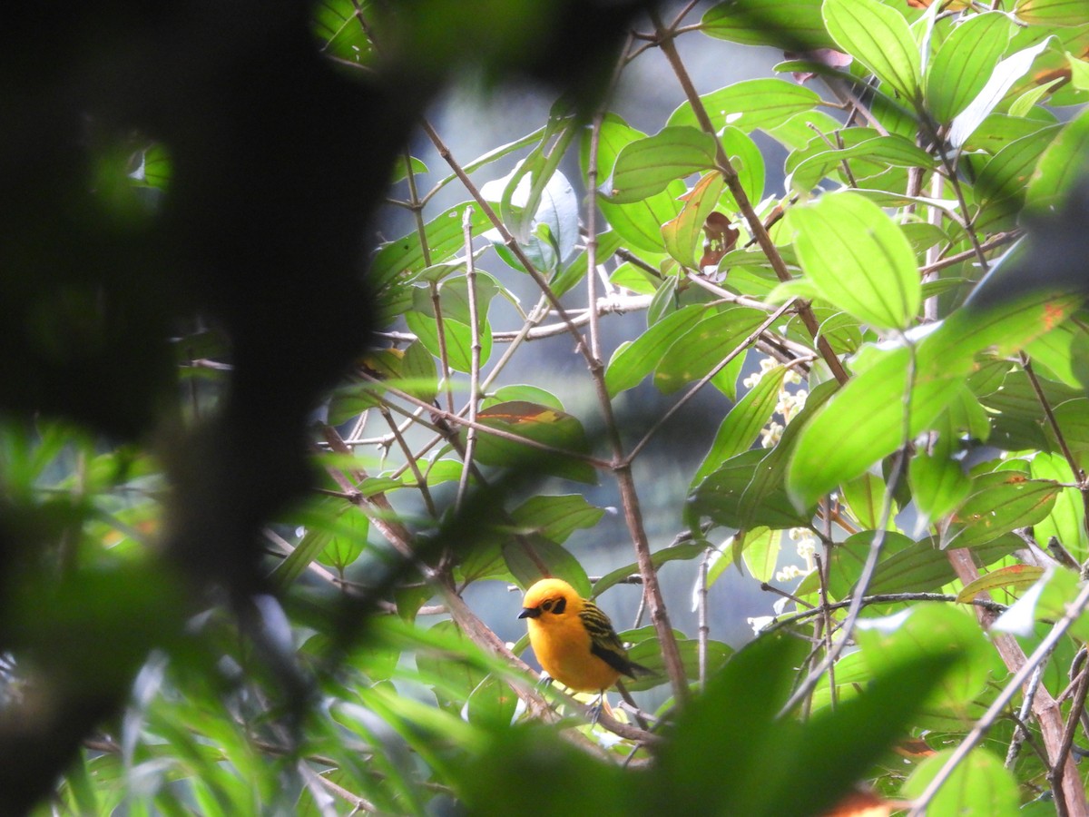 Golden Tanager - ML637328049