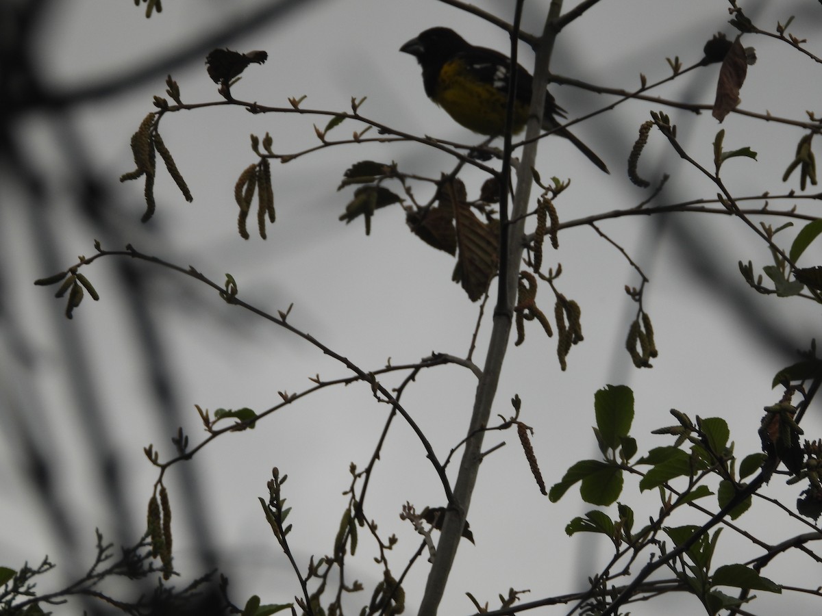 Black-backed Grosbeak - ML637328096