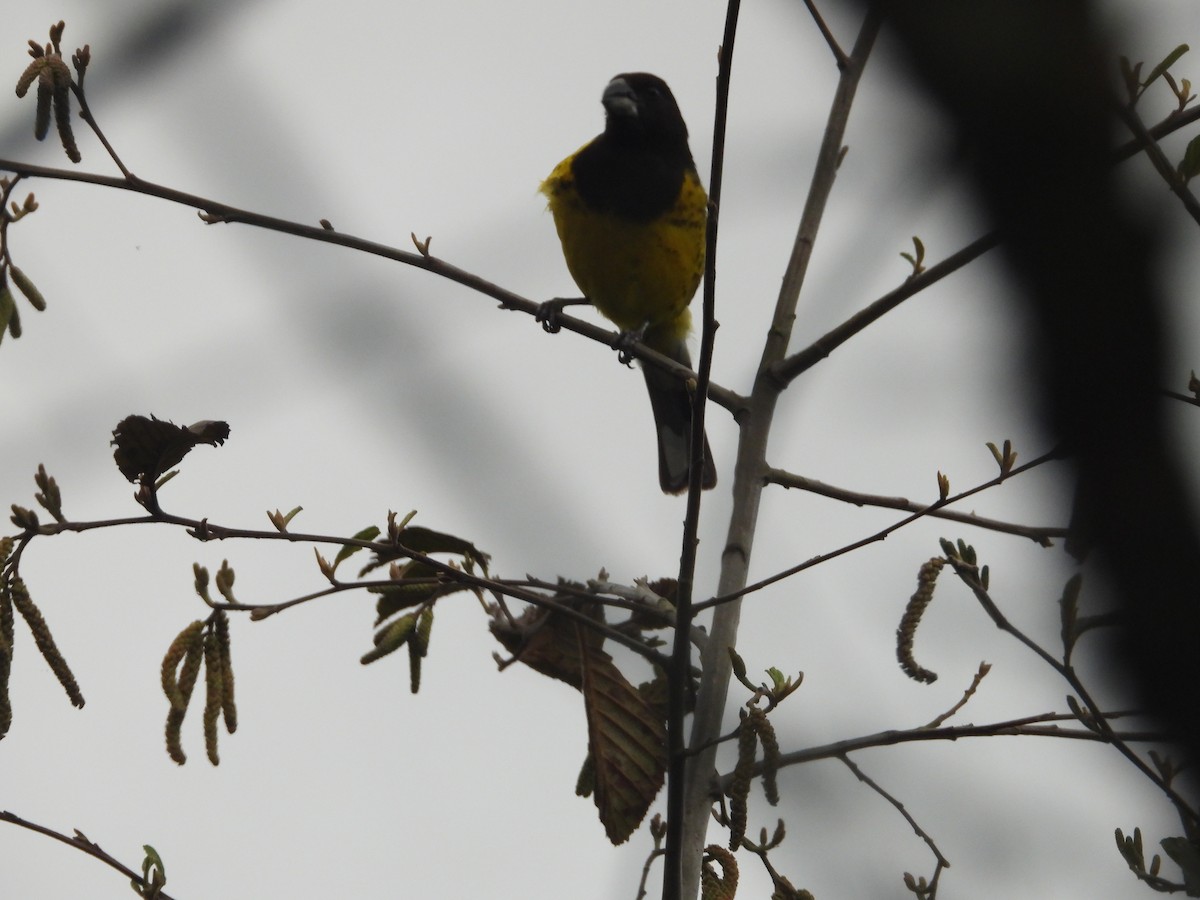 Black-backed Grosbeak - ML637328097