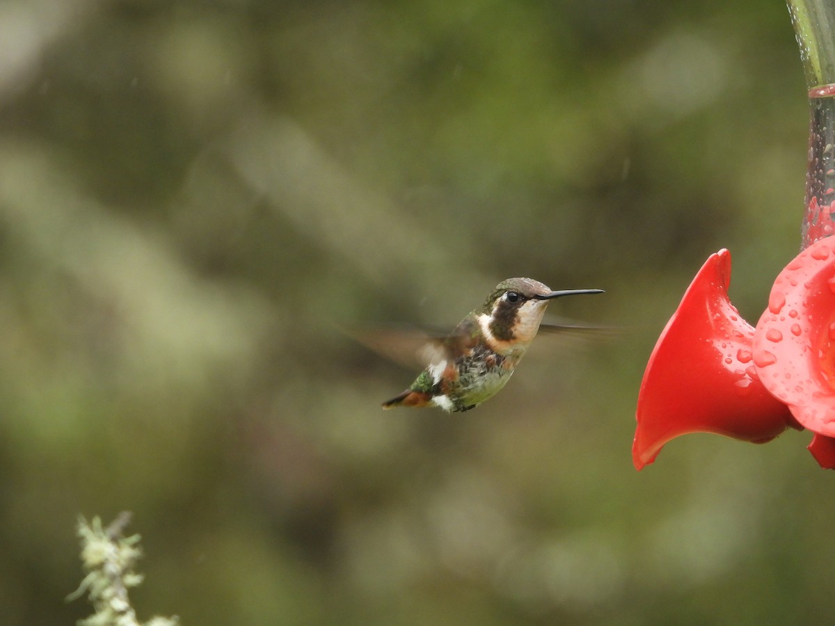 White-bellied Woodstar - ML637328157