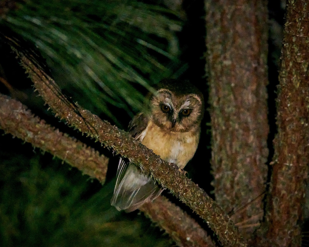 Unspotted Saw-whet Owl - ML637328191