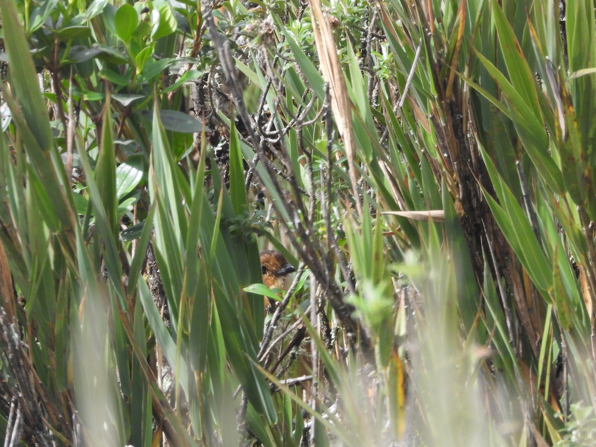Boyaca Antpitta - ML637328204