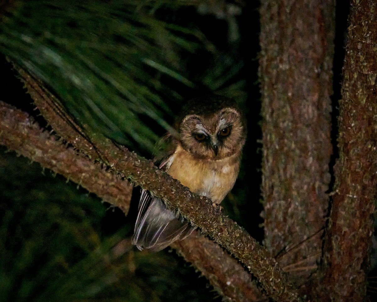 Unspotted Saw-whet Owl - ML637328207