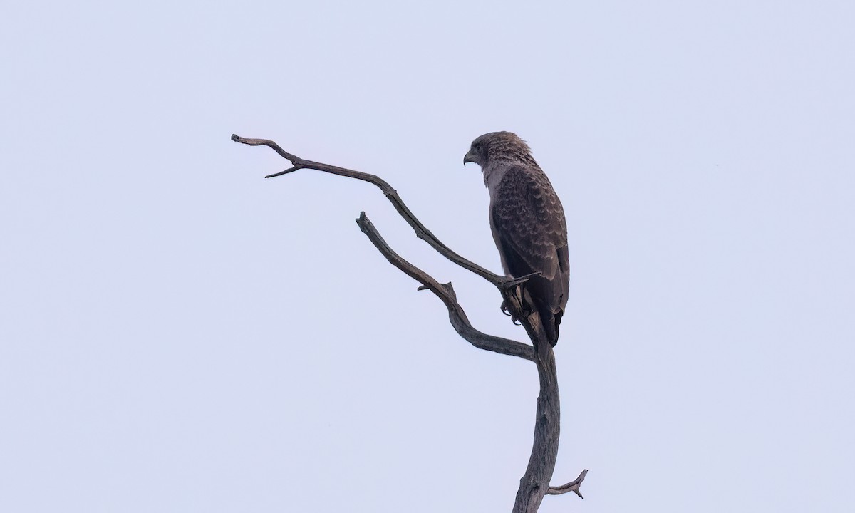 Western Banded Snake-Eagle - ML637328227