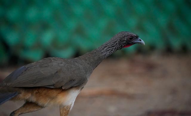 West Mexican Chachalaca - ML637328303