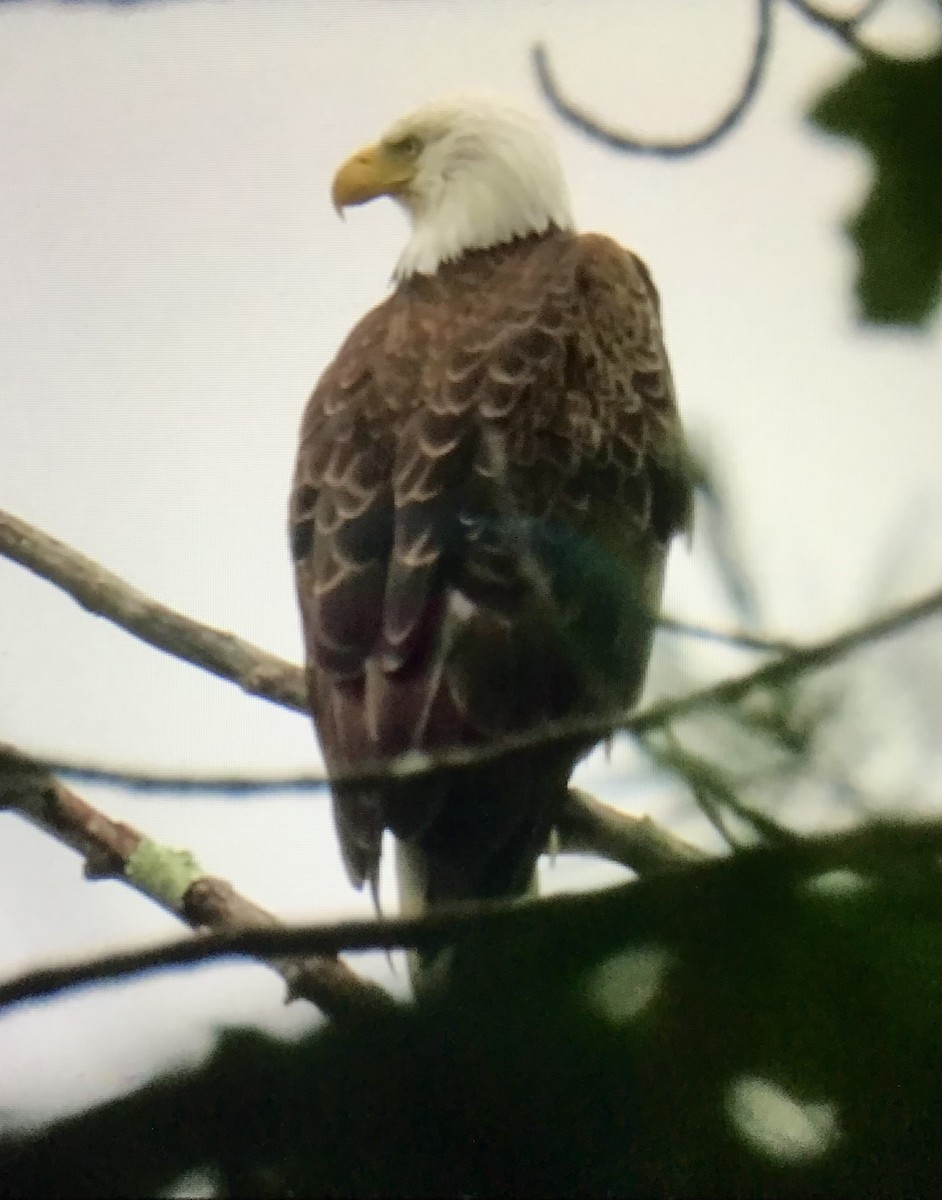 Bald Eagle - ML637328375