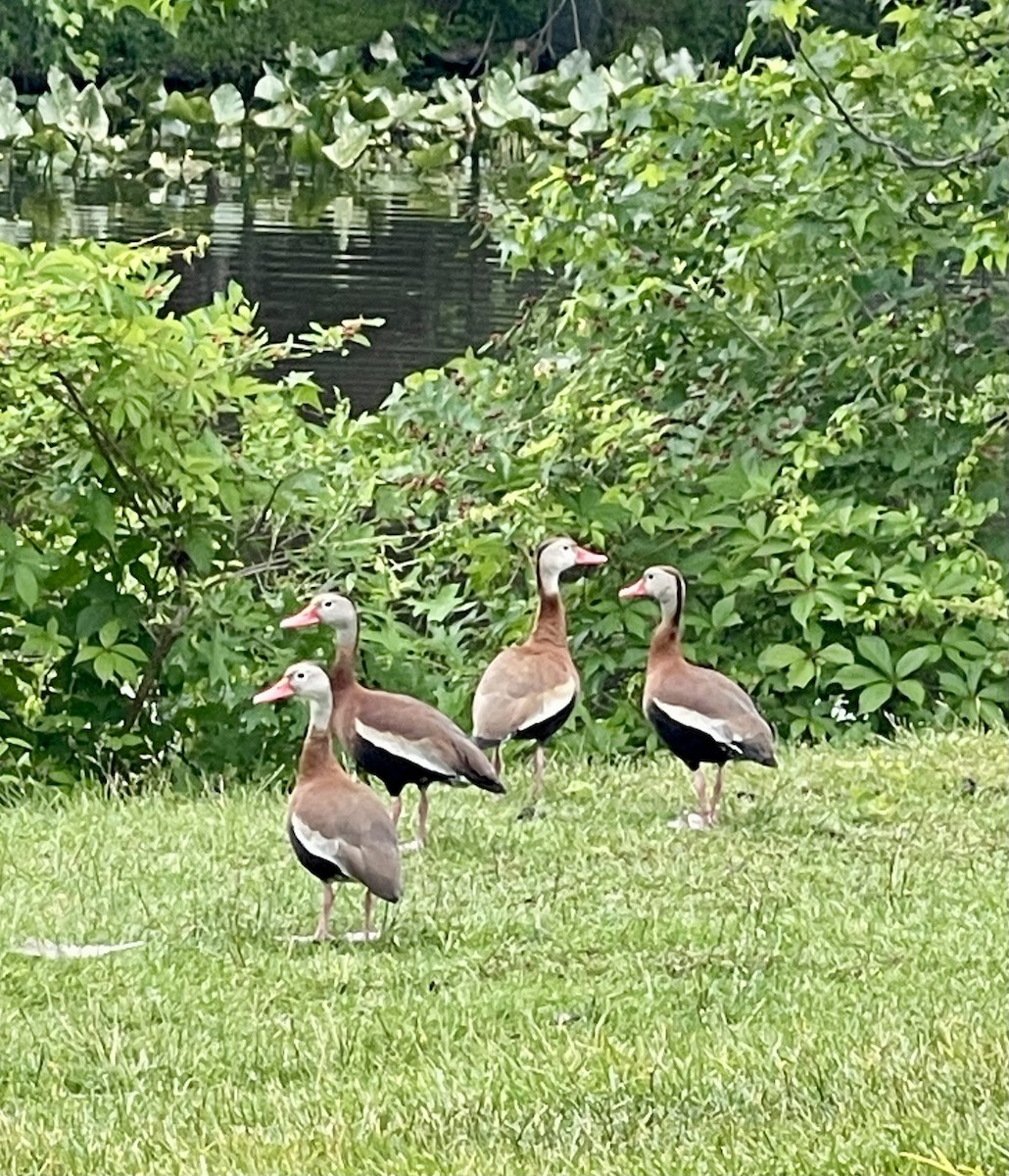 Black-bellied Whistling-Duck - ML637328424