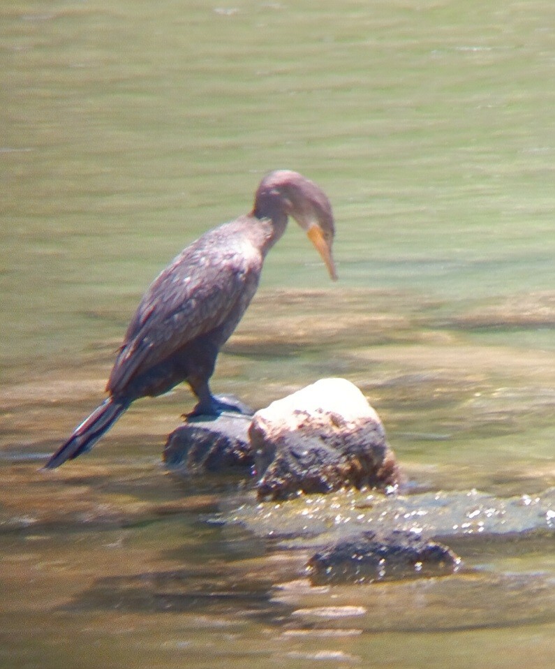 Neotropic Cormorant - ML637328502