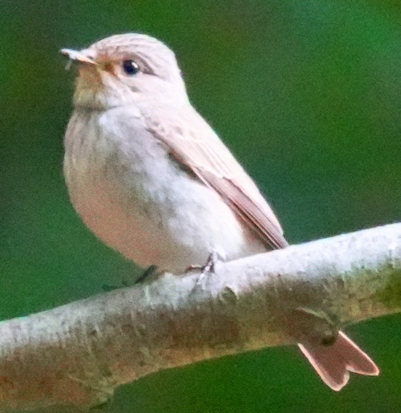 Spotted Flycatcher - ML637328585