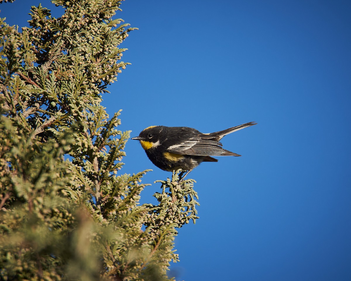 Yellow-rumped Warbler (Goldman's) - ML637328624