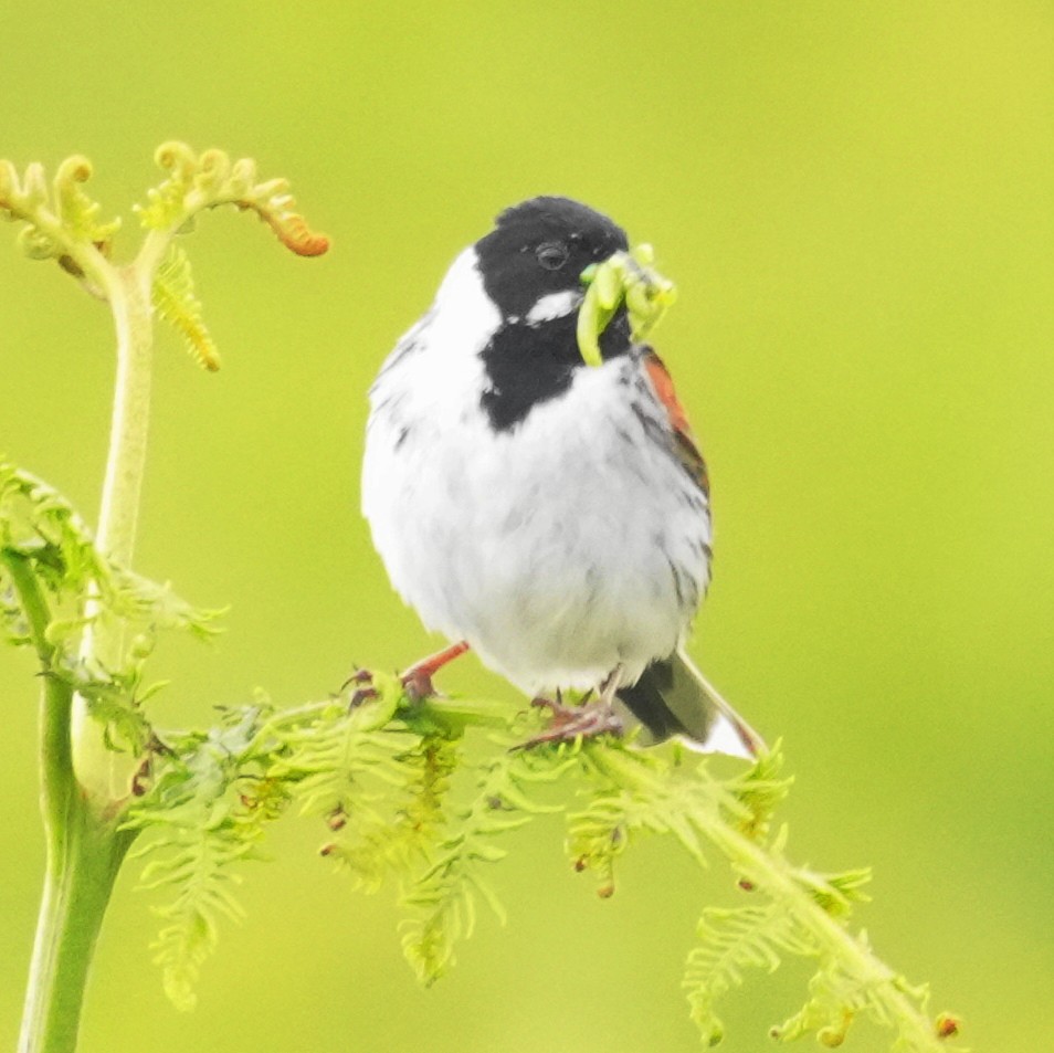 Reed Bunting - ML637328629