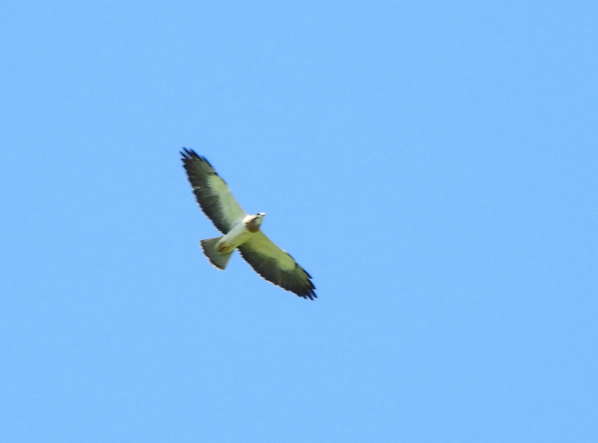 Swainson's Hawk - ML637328642