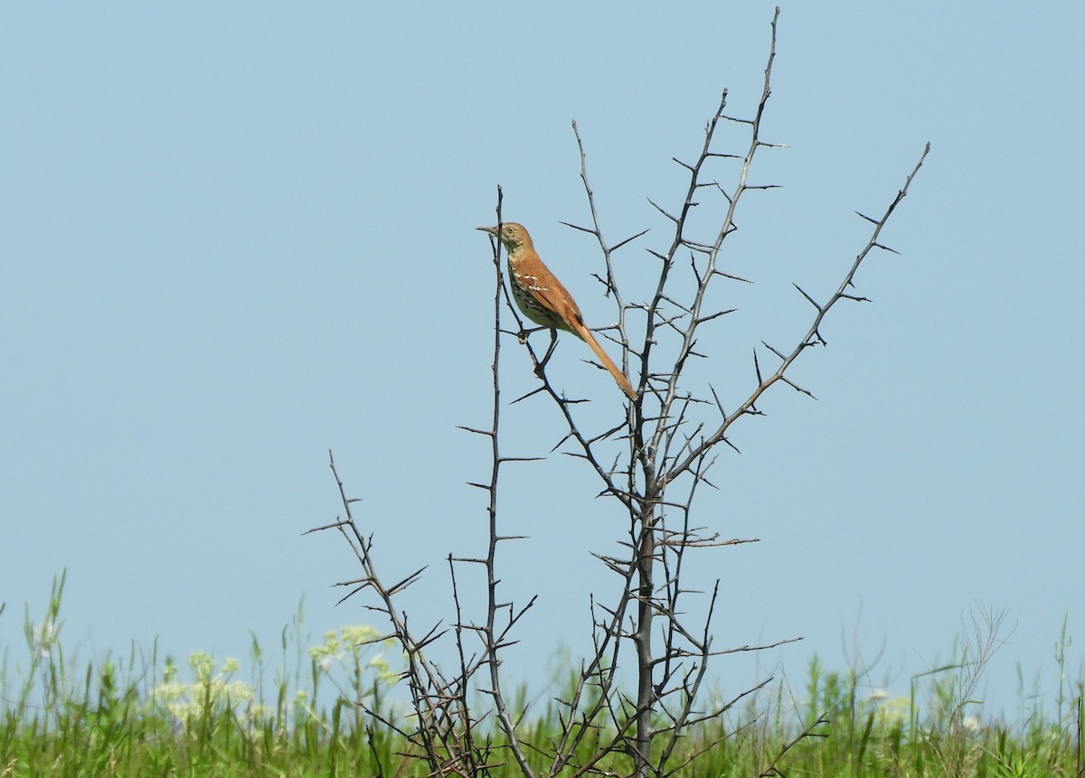 Brown Thrasher - ML637328646
