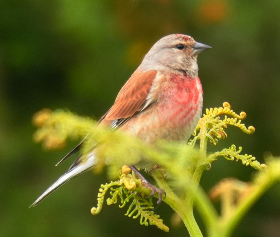 Eurasian Linnet - ML637328650