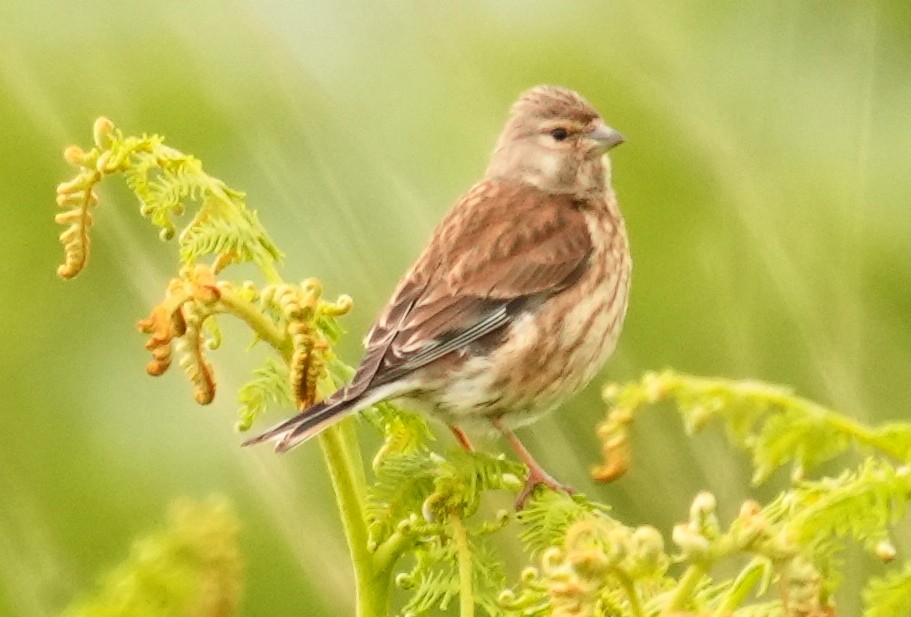 Eurasian Linnet - ML637328651